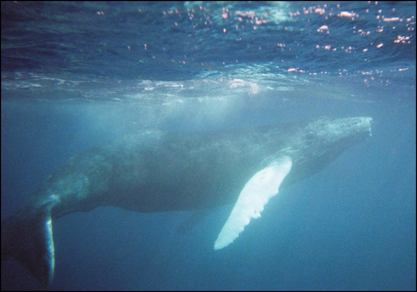 Swimming with humpback whale Dominican Republic